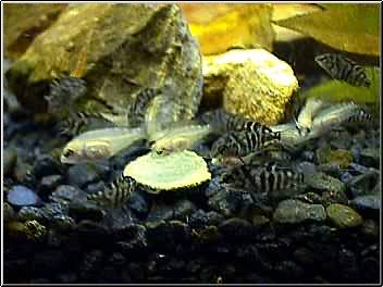 Convict Cichlid Babies