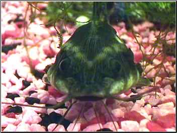 Stubby the rafael catfish