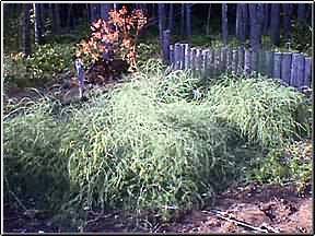 August 2000 Asparagus