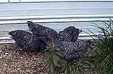 chicks.jpg - 9.58 K