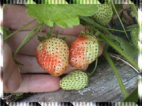 strawberrystyle