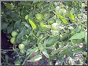 The race is on, ripe tomatoes VS Late Blight